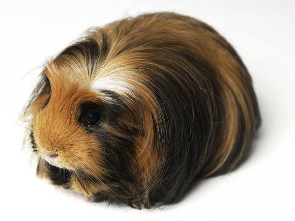Перуанская морская свинка – живой парик