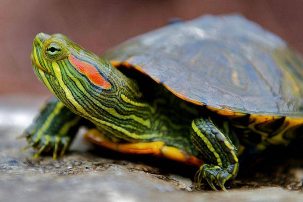 Красноухая черепаха: фото, уход и содержание, кормление
