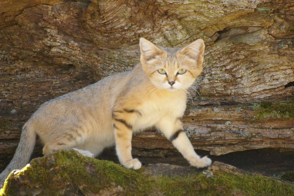 Барханный кот фото и описание