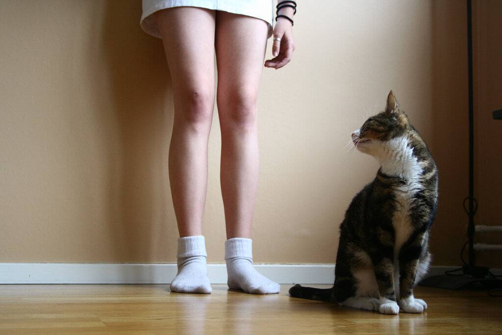 Особенности поведения, повадки и привычки кошек: как понять, что обозначают их действия?
