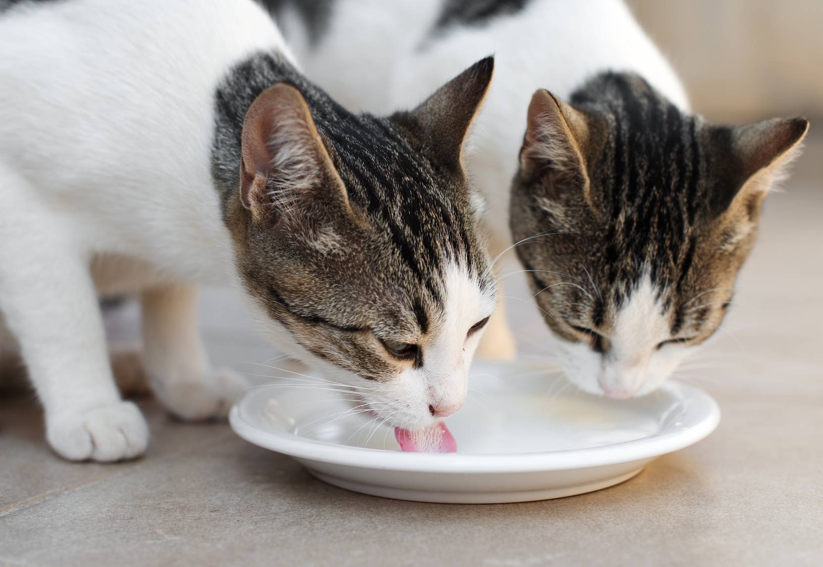 Можно ли кошке давать молоко: состав продукта, полезные свойства, молоко котенку