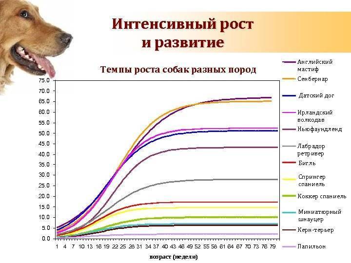 Течка у собак: сколько дней длится, первая, мелких, крупных, средних