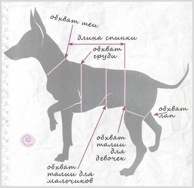 Как определить, подобрать, узнать размер ошейника для собаки по породе: вспомогательная таблица
