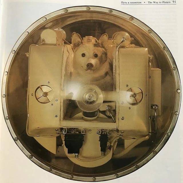 Собаки, побывавшие в космосе