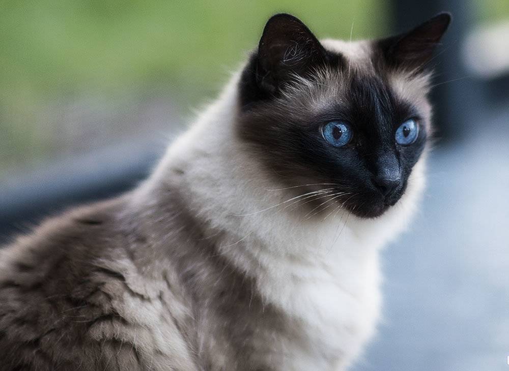 Балинезийская кошка: характер и особенности породы