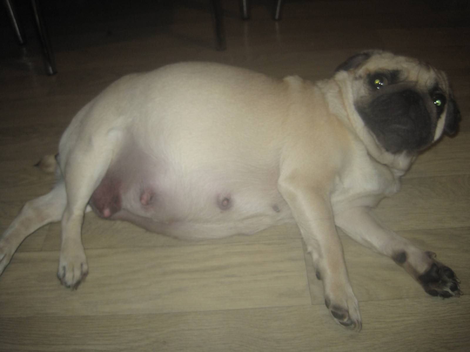 Беременная собака Мопс