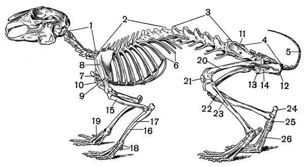Анатомия кролика: строение скелета, форма черепа, внутренние органы