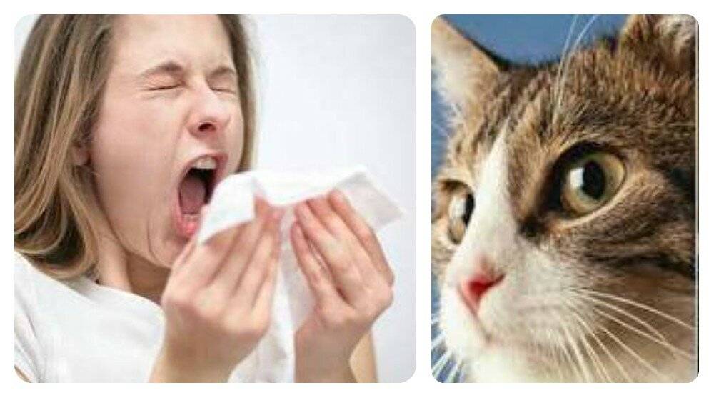 Аллергия на кошек: симптомы, признаки, тест и лечение