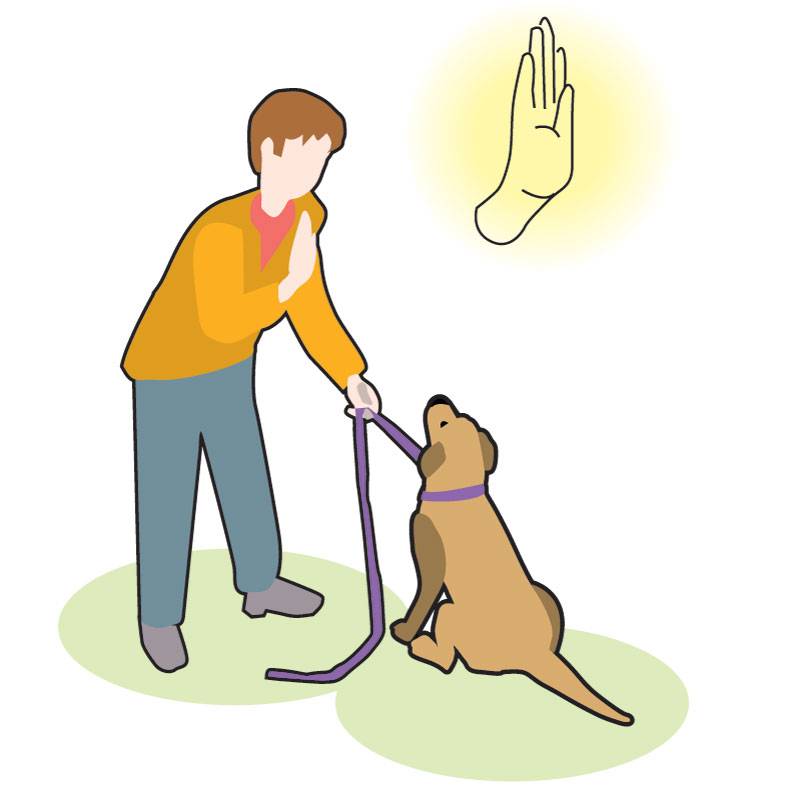 Команды для собак: список и как научить