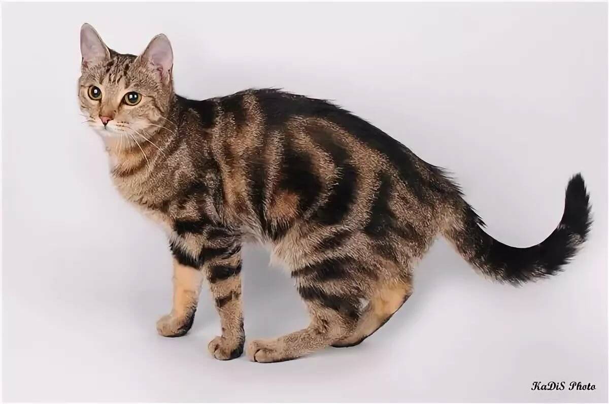 Кошки бывают разные: чёрные, белые, красные