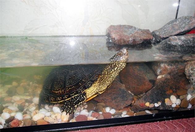 Болотная черепаха: уход и содержание в домашних условиях