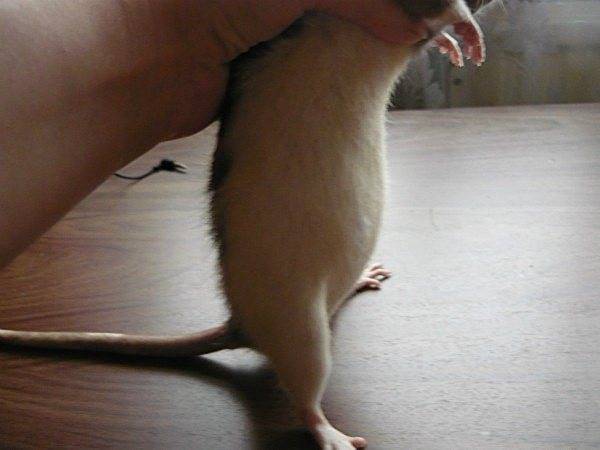 Роды у домашней крысы