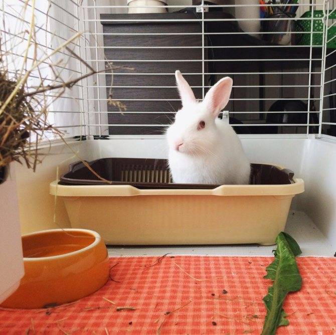 Уход за кроликами — особенности содержания в домашних условиях