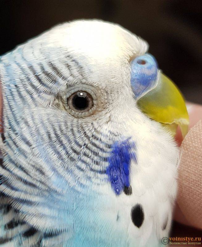 Наросты возле клюва у волнистого попугая: причины и лечение