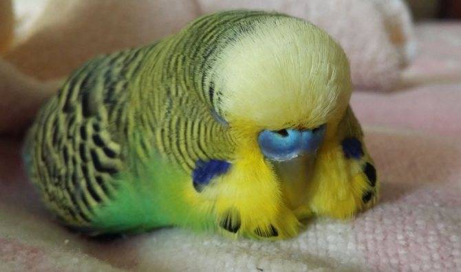 Сколько и как спят попугаи волнистые?