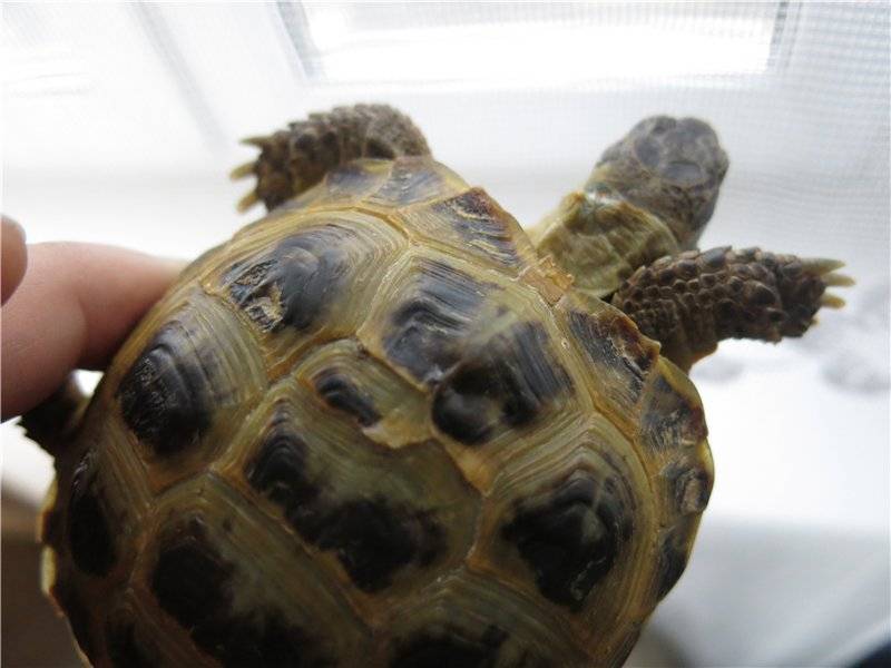 Грибок у черепах на панцире и коже: симптомы и лечение в домашних условиях (фото)