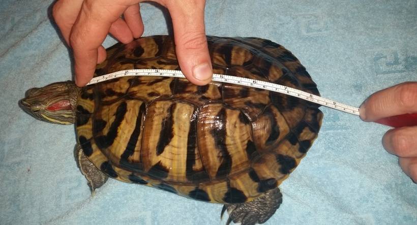 Красноухая черепаха в домашних условиях: содержание, кормление и уход