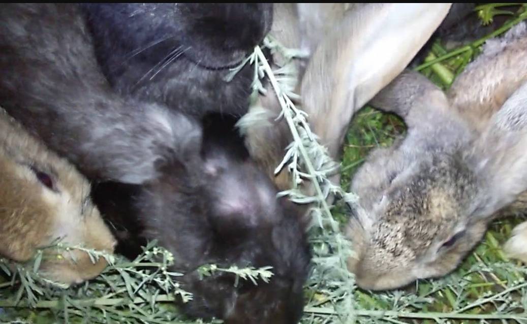 Полынь — настоящая панацея для кроликов