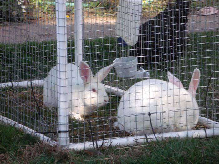 Разведение кроликов в домашних условиях: для начинающих!