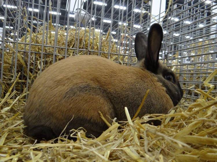 Пуховый кролик — фото и описание породы, характеристика, разведение и содержание. | cельхозпортал