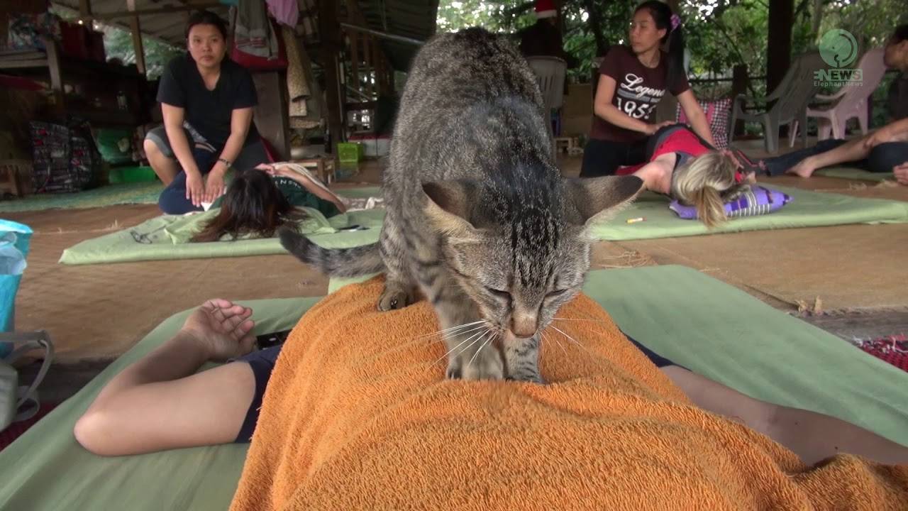 Зачем кошки мнут лапами человека, почему коты перебирают одеяло, делают массаж лапками - блог о животных - zoo-pet.ru