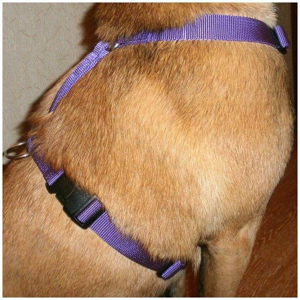 Как правильно одеть шлейку на собаку пошаговая инструкция фото пошагово