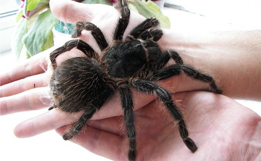 Самые большие пауки в мире – фото и описание