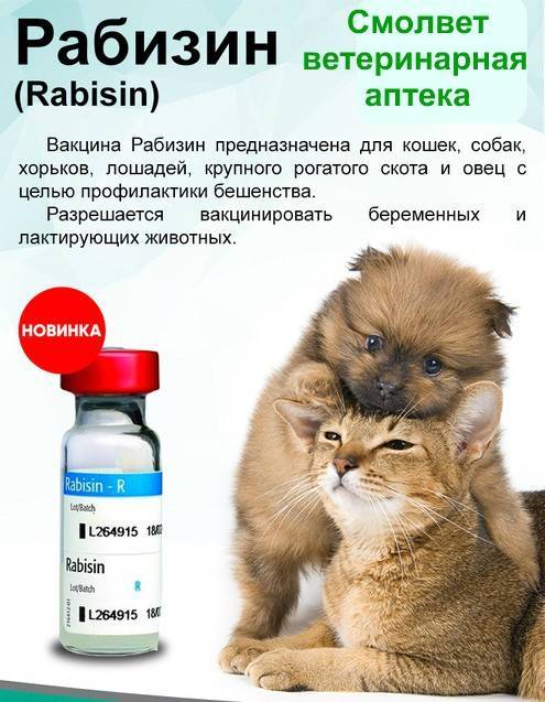 Инструкция по применению вакцины «рабизин», показания и противопоказания к прививке у кошек