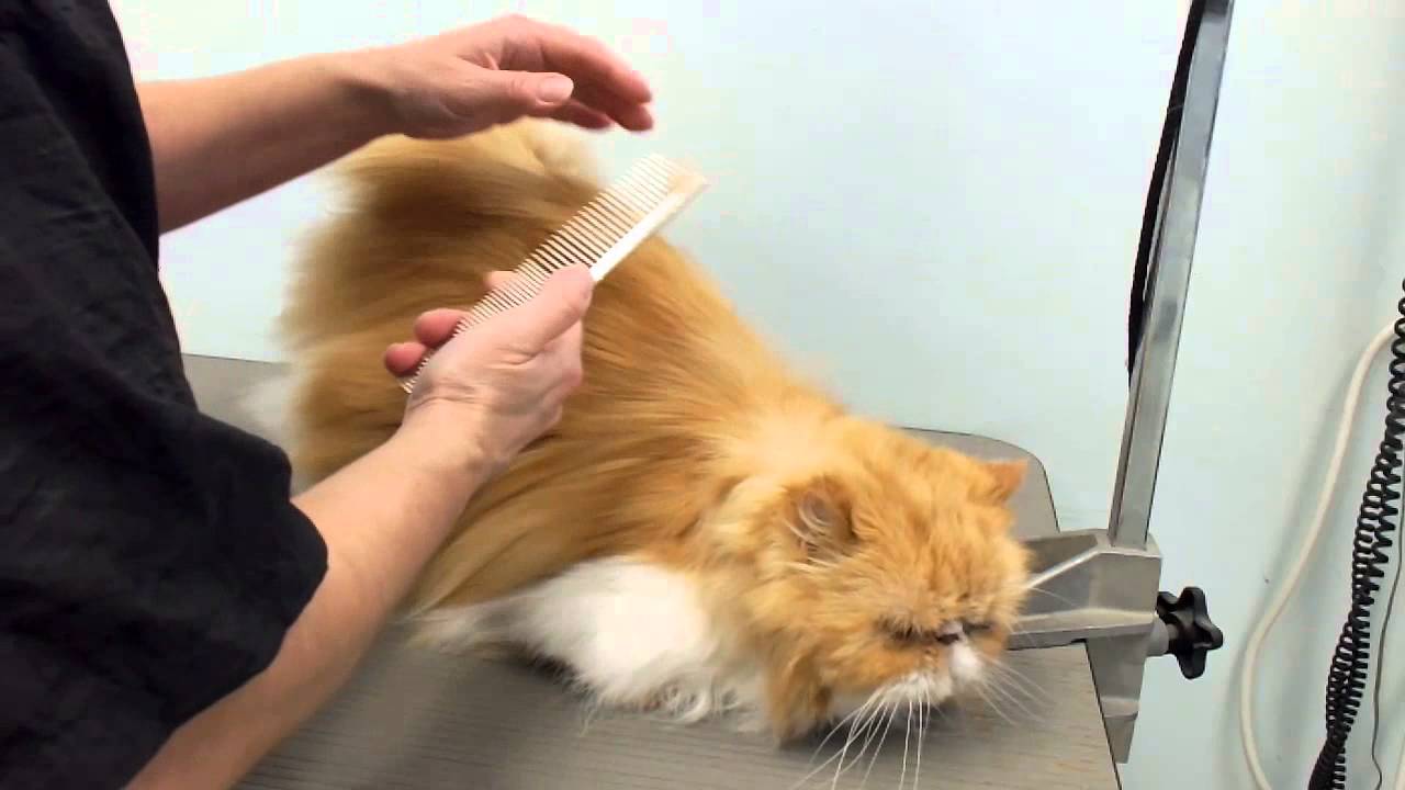 Как сделать так, чтобы кот перестал вырывать собственную шерсть