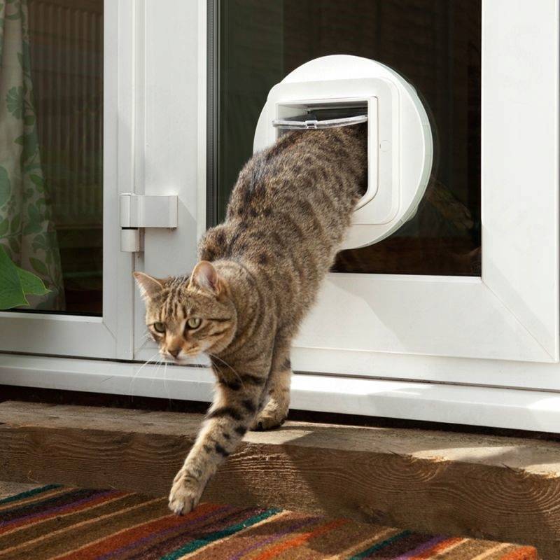 Как сделать вход для кошки в двери?