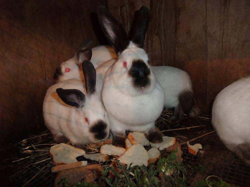 Русский горностаевый кролик: описание породы, рацион, особенности содержания и разведения