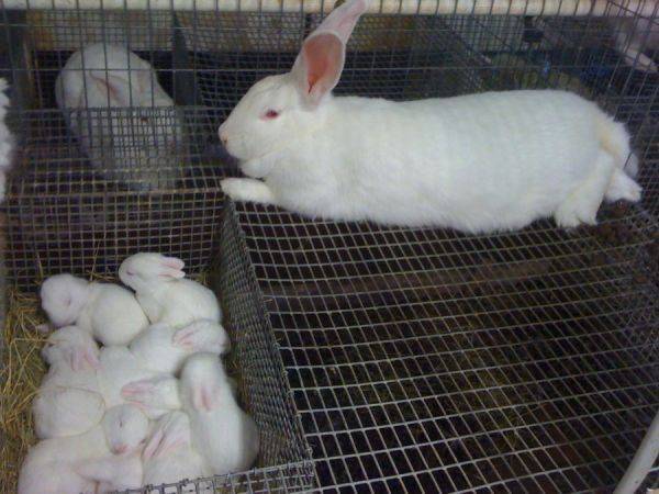 Кролики великаны: полное описание пород, разведение, выращивание и кормление