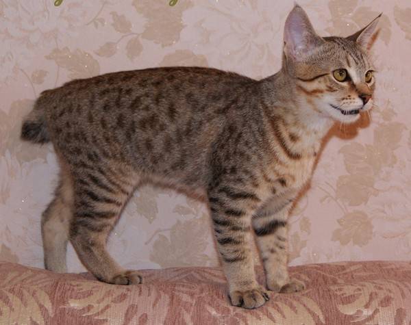 Кошка, похожая на рысь: порода, домашняя, фото, с кисточками на ушах