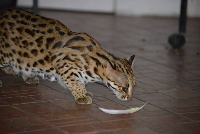 ﻿ леопардовая кошка азиатская: описание породы, среда обитание, приручение. леопардовый кот