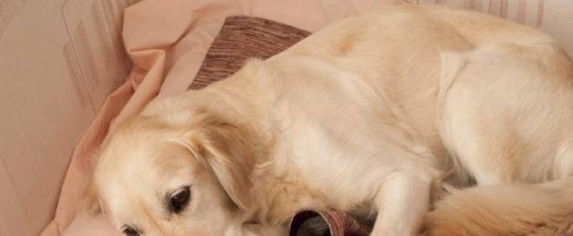 Выделения из петли у собаки: причины, возможные заболевания, лечение, рекомендации
