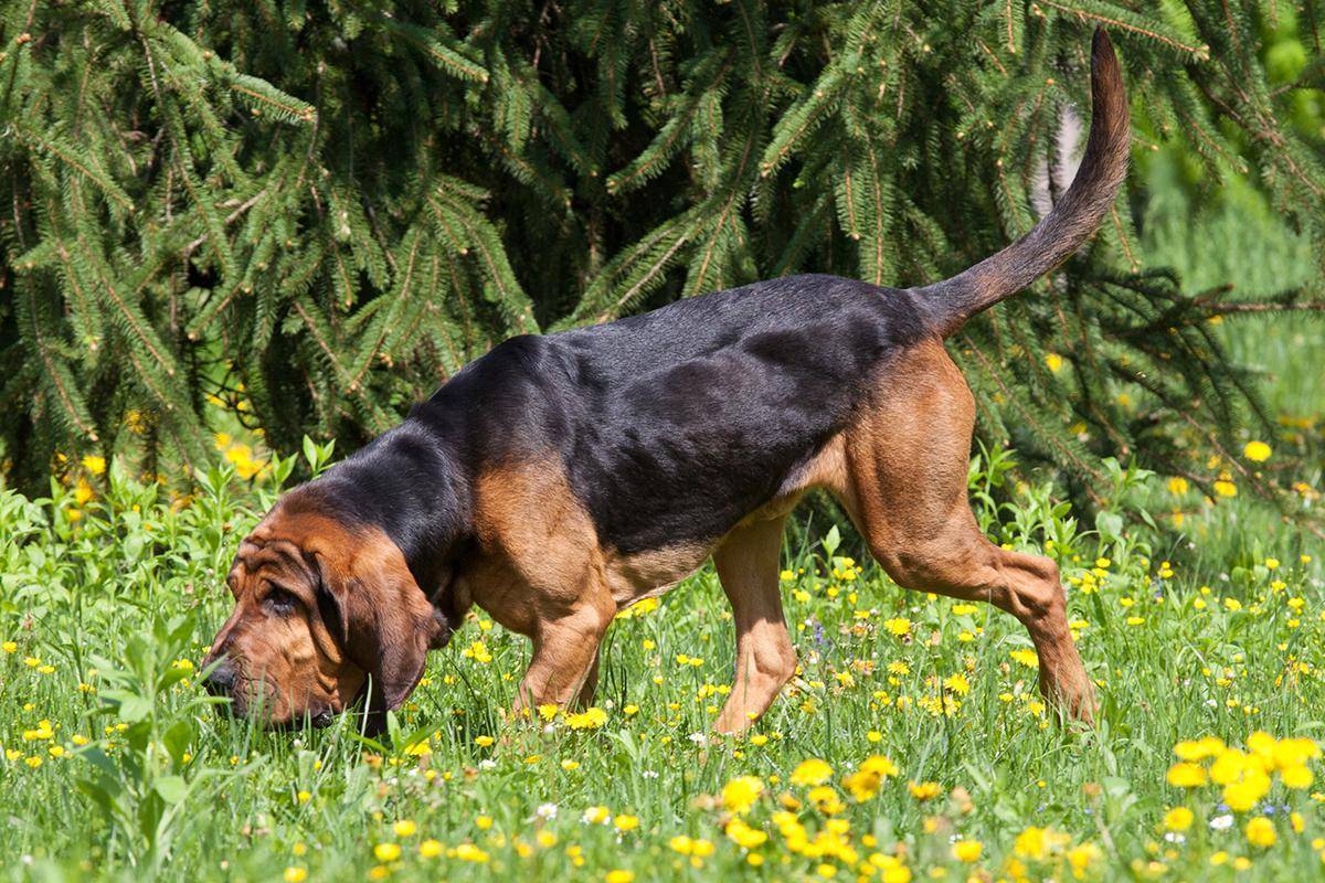 Бладхаунд(собака святого губерта - шьен де сан-юбер) описание, плюсы и минусы, выбор щенка, питомники.