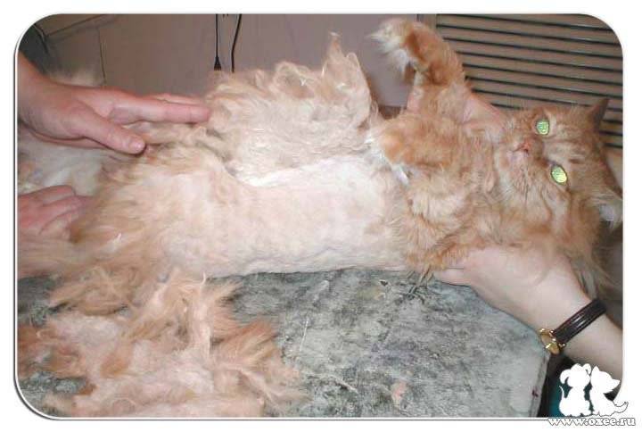Зачем стригут кошек: почему нельзя и как часто можно подстригать котов