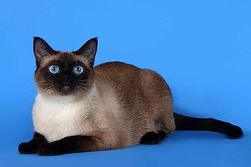 Описание породы сиамская кошка: характер, окрасы, подходящие имена, отзывы хозяев | сайт о домашних животных