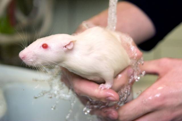 Речная крыса или водоплавающая: вред и польза для человека