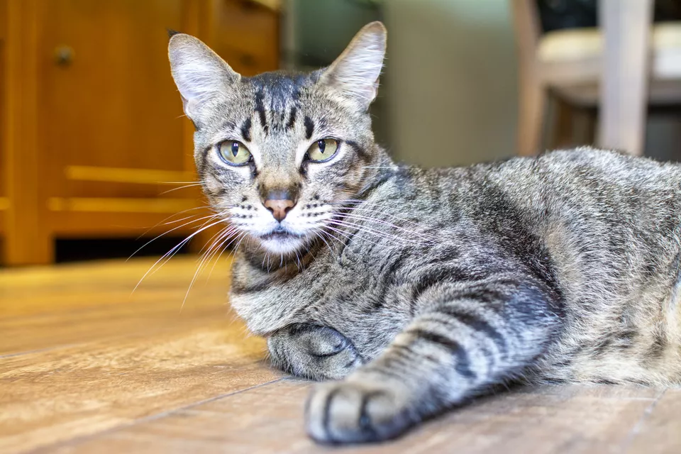 Бразильская короткошерстная кошка: описание породы и особенности характера