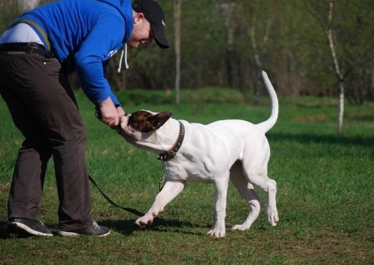 Воспитание стаффордширского терьера: правила дрессировки щенка амстаффа в домашних условиях