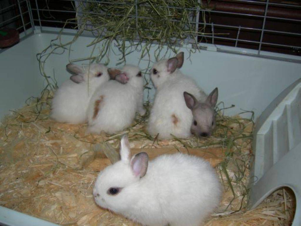 Сколько живут декоративные кролики? средняя продолжительность жизни в домашних условиях. до скольких лет живут стоячеухие кролики?