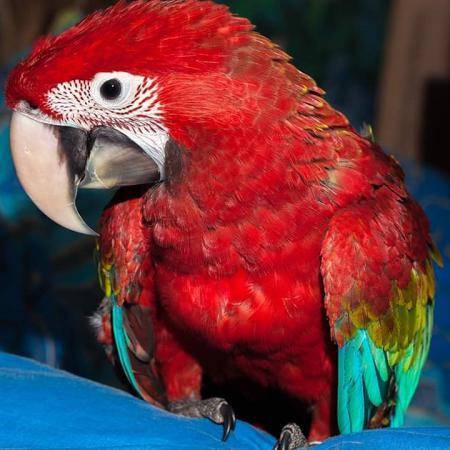 Где живут попугаи: ареал обитания популярных видов попугаев