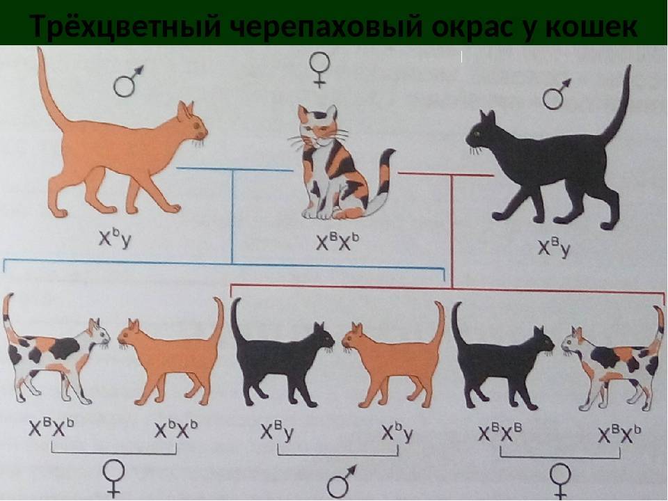 Узнаём котёнка по окрасу: как связан характер и окрас кота или кошки
