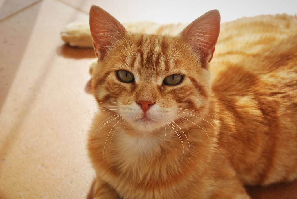 Какие бывают породы рыжих котов: описание +фото и характеристики