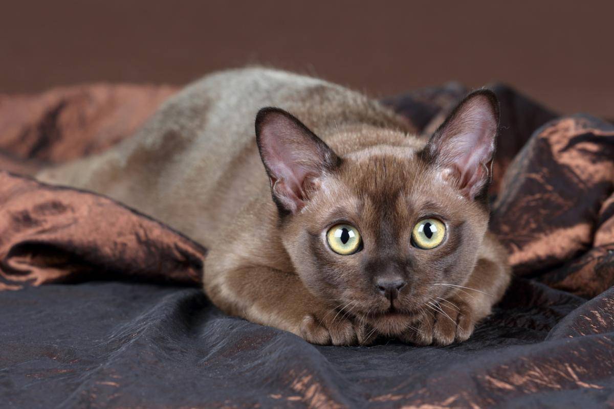 Короткошерстные породы кошек: список пород с описанием и фото