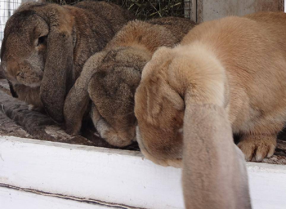Кролики породы рекс: особенности содержания и кормления