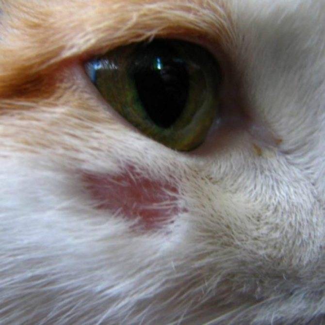 Абсцесс у кота: виды, причины, симптомы, диагностика и лечение