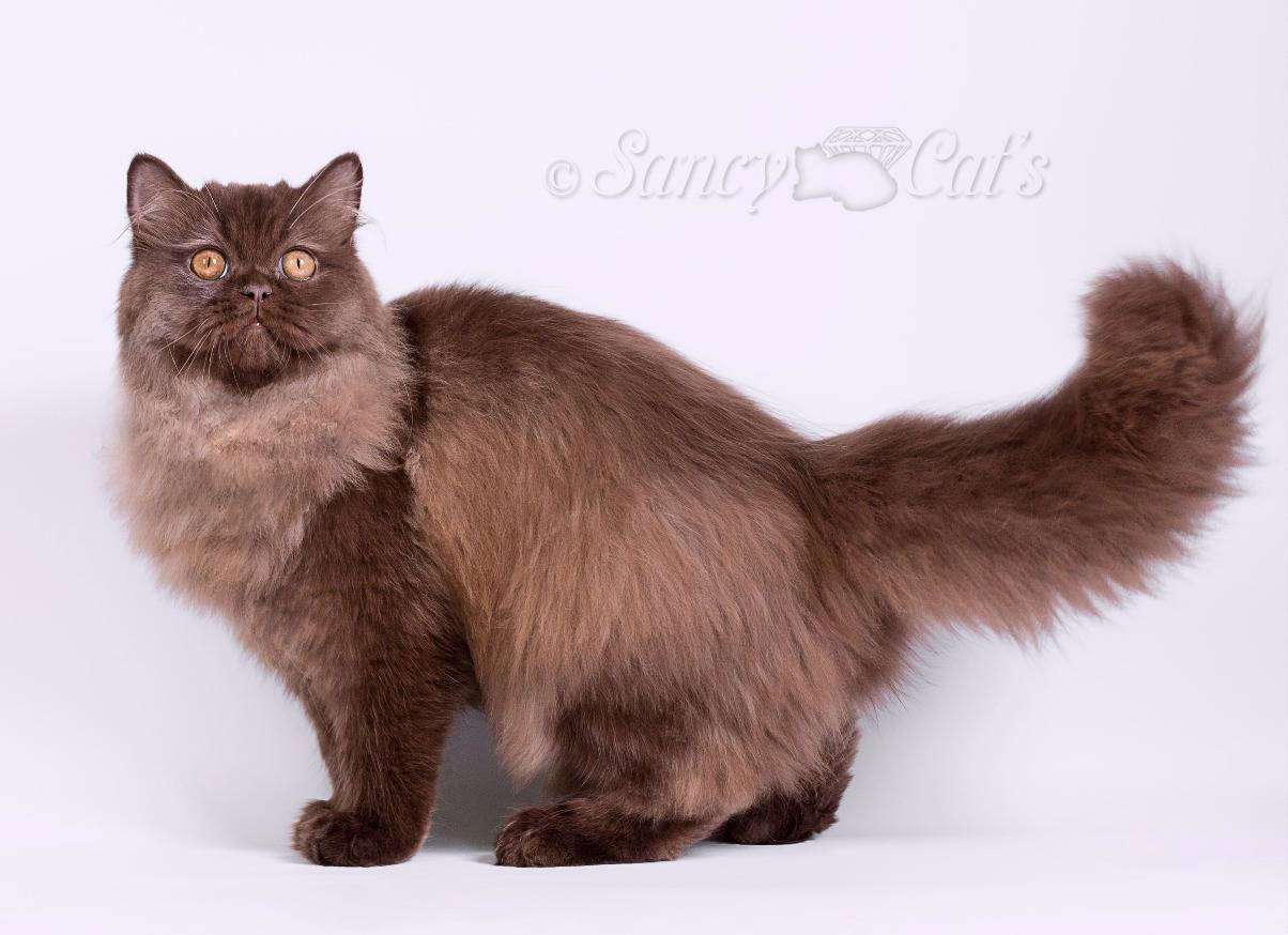 Роскошная британская длинношёрстная кошка