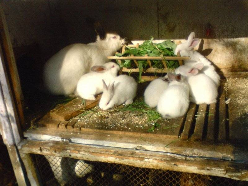 Можно ли давать кроликам крапиву: как правильно кормить?